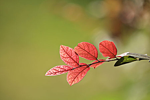 红花檵木