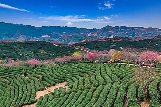 福建省,漳平市,永福,阿里山,樱花园,自然环境