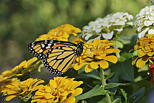 帝王蝴蝶,成年,进食,百日草,花,丘陵地区,德克萨斯,美国,北美