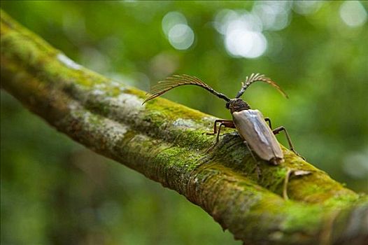 甲虫,树上,枝条,丹浓谷保护区,沙巴,婆罗洲,马来西亚