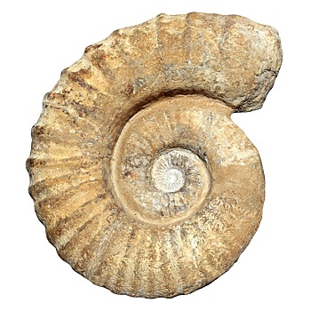 化石,螺旋,蜗牛,石头,古老,石化,壳