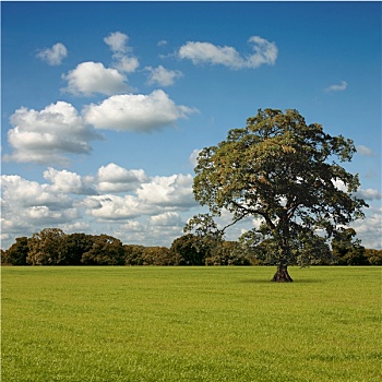 微信大树风景照片图片