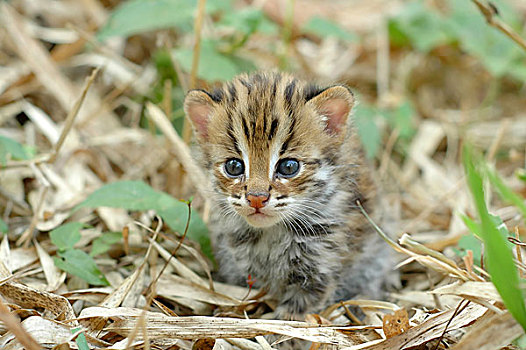野生豹猫幼崽图片