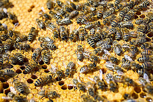 欧洲,蜜蜂,窝,蜂巢