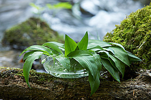 新鲜,野蒜,盘子,水