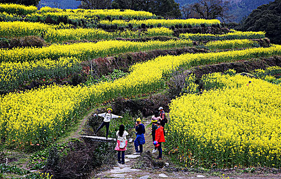 江西婺源江岭油菜花海