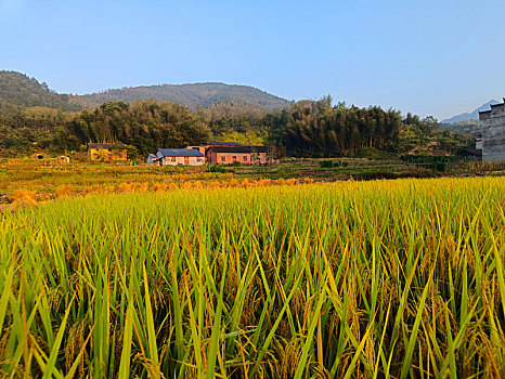 山野乡村,田园风光