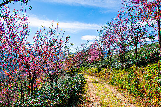 云南省大理市南涧无量山茶海樱花谷