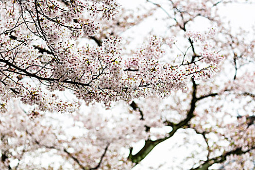 盛开,樱桃树,春天,袛园,京都,日本