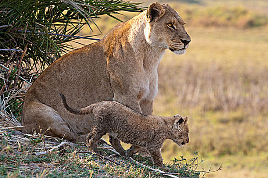 非洲狮,幼兽,博茨瓦纳