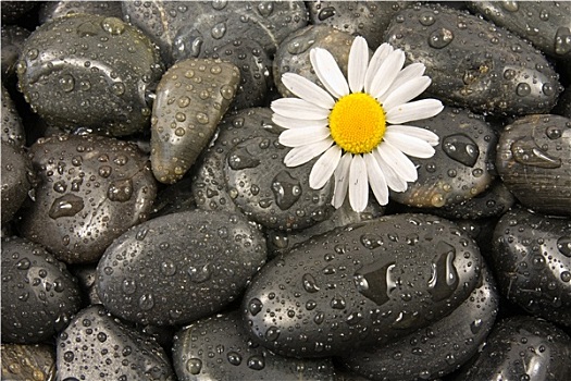 石头,白色,雏菊