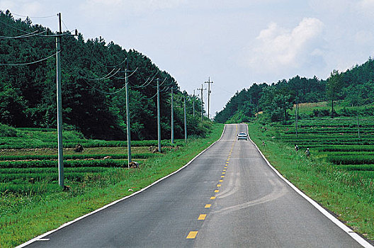 荫凉,树,道路