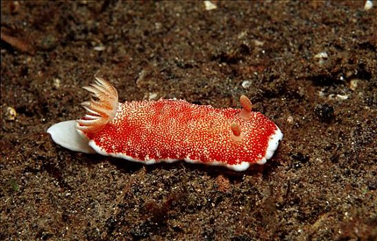 红色,裸鳃类动物,科莫多国家公园,印度尼西亚,水下
