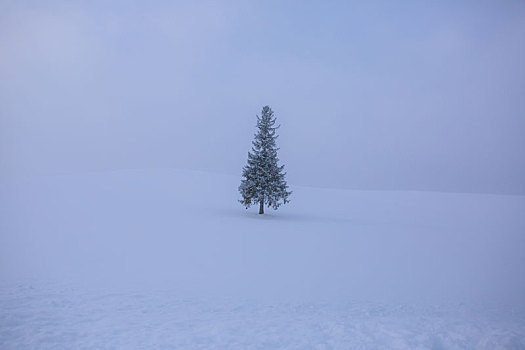北海道圣诞树