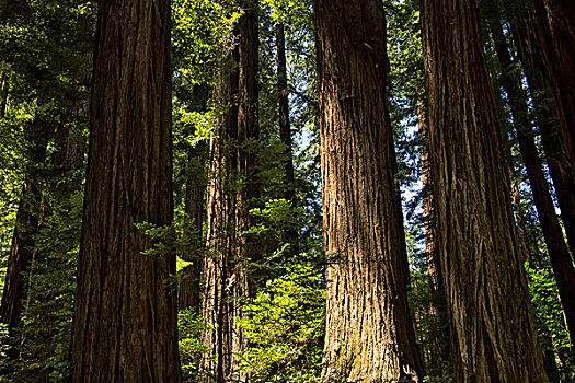 红杉,洪堡红杉州立公园,加利福尼亚
