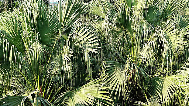 棕榈树枝叶