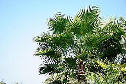 棕榈树与蓝天背景
