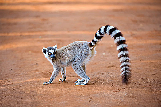 狐猴,靠近,自然,自然保护区,马达加斯加,非洲