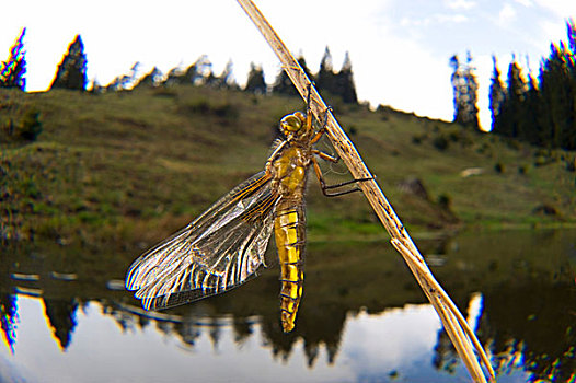 一个,普通,蜻蜓,欧洲,中亚,独特,宽,腹部,四个,翼,蓝色,瑞士