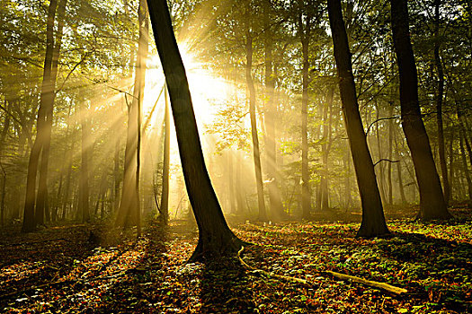 太阳光线,晨雾,落叶林,靠近,萨克森安哈尔特,德国,欧洲