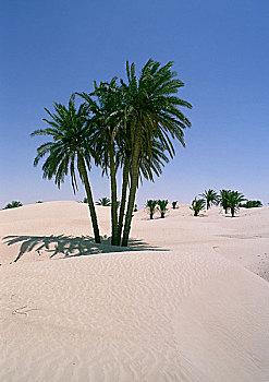 突尼斯,撒哈拉沙漠,棕榈树,沙丘
