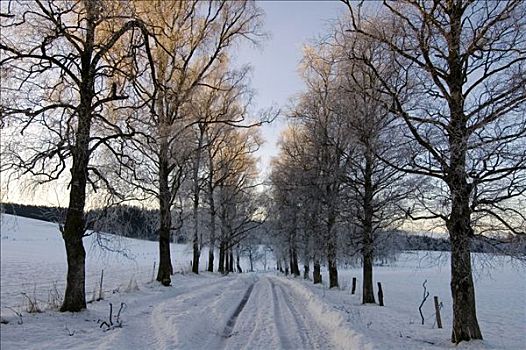 霜,冰,雪,小路,第一,早晨,阳光