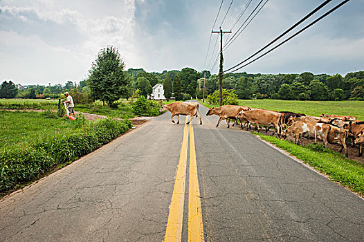 农民,乳业,母牛,道路,靠近,长,绿色,马里兰,美国