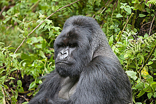 山地大猩猩,银背大猩猩,成年,雄性,坐,火山国家公园,维龙加山,卢旺达,非洲