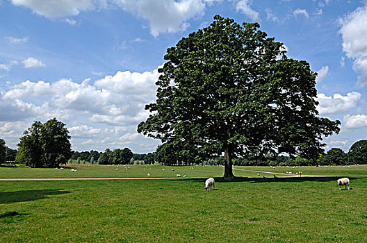绵羊,公园,房子,凯特林,北安普敦郡,英格兰,英国,欧洲