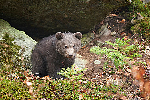 头像,欧亚混血,棕熊,熊,幼兽,巴伐利亚森林,春天,巴伐利亚,德国