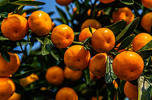 柑橘挂果