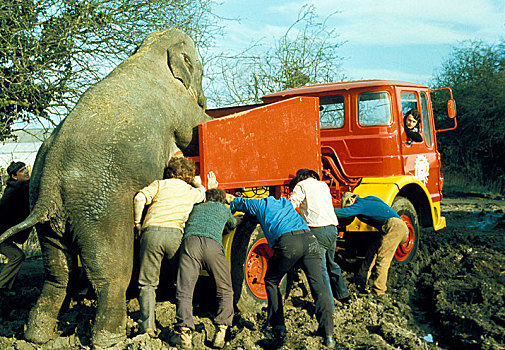 大象,男人,推,卡车,室外,泥,英格兰,英国