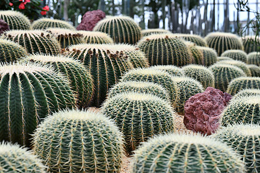 贵州遵义,西南地区面积最大,品种最丰富的沙生植物展览园开门迎客