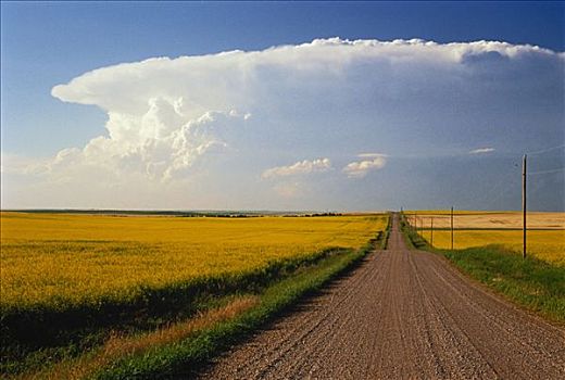 雷云,上方,道路,油菜地,德兰赫勒,艾伯塔省,加拿大