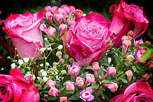 玫瑰花束,粉色,玫瑰,丝石竹属植物