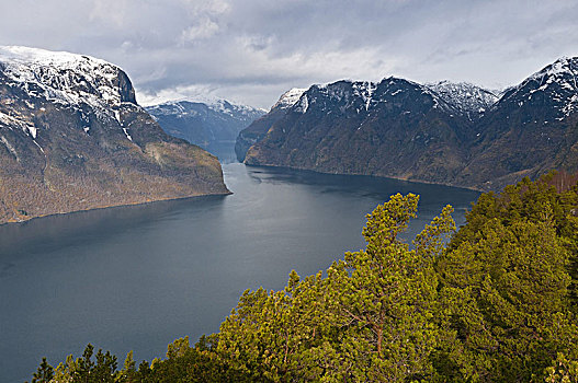 风景,枝条,迟,冬天,挪威
