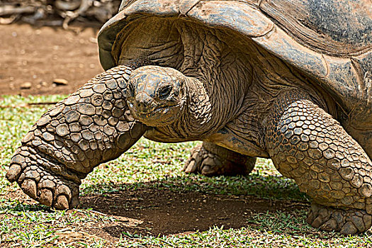 巨龟,毛里求斯,非洲