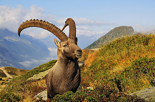 阿尔卑斯野山羊,顶峰,夏蒙尼,法国
