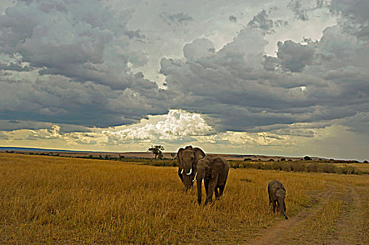 家族,非洲象,马赛马拉国家保护区,肯尼亚,非洲