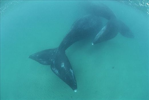 南露脊鲸,两个,尾部,水下,瓦尔德斯半岛,阿根廷