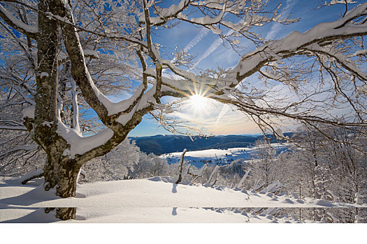 雪,冬季风景,山毛榉树,太阳,黑森林,布赖施高,巴登符腾堡,德国