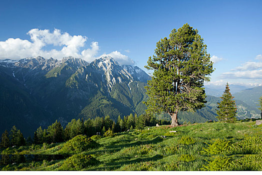 风景,顶峰,日出,阿尔卑斯山,提洛尔,奥地利
