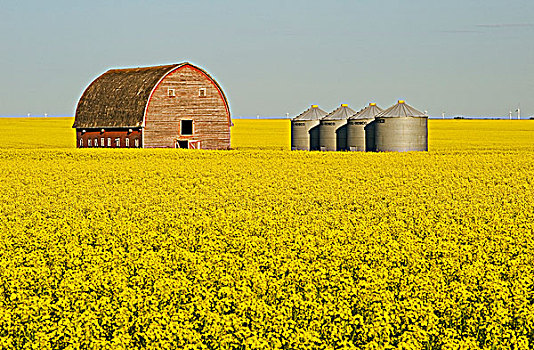盛开,油菜地,老,谷仓,谷物,背景,靠近,曼尼托巴,加拿大