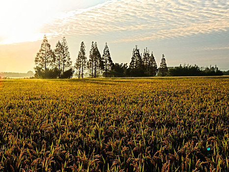 田野,稻田,晨曦