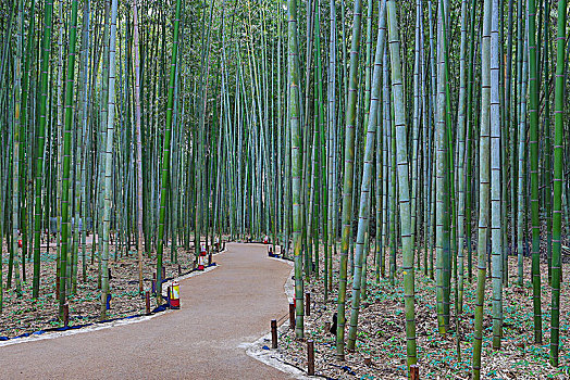 日本,京都,岚山,小树林