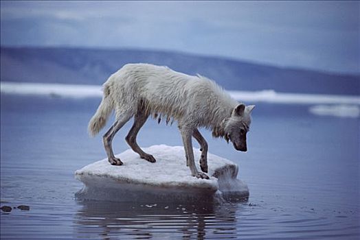 北极狼,狼,浮冰,艾利斯摩尔岛,加拿大