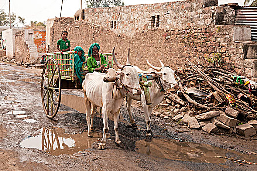 农民,孩子,牛,手推车,乡村,印度,亚洲