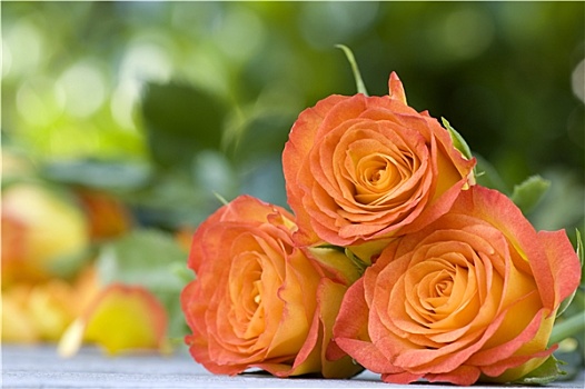 漂亮,橙色,花束,玫瑰