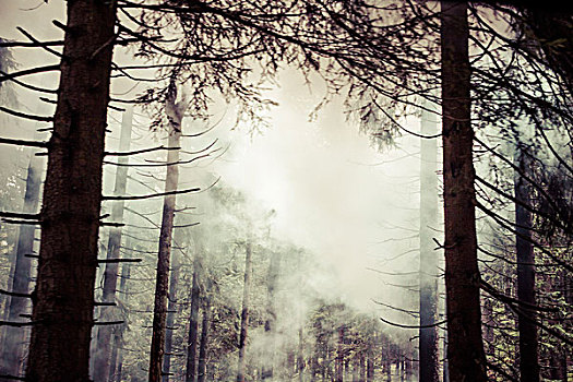 针叶树,树林,雾气