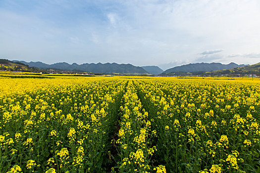 汉中油菜花